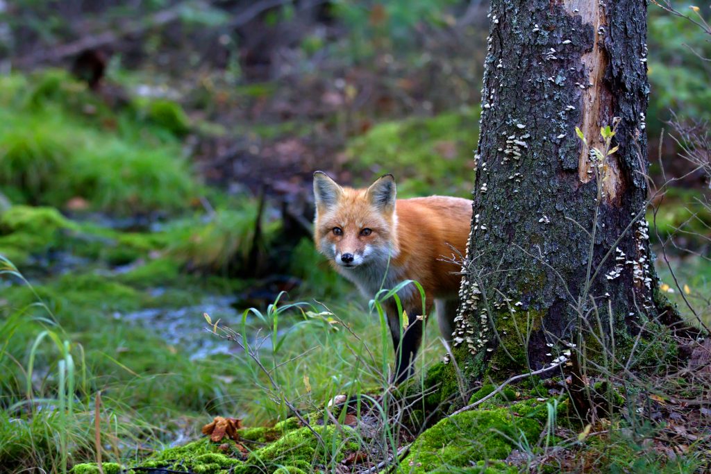 A red fox behind a tree in the woods, one of many animals advocated for via this short code campaign